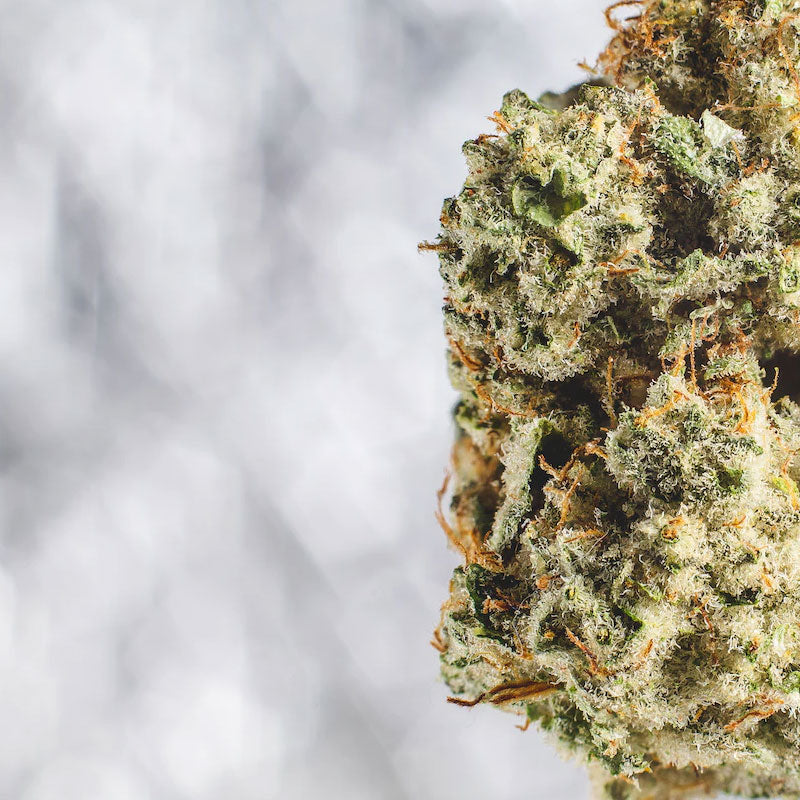 Cannabis: A Promising Medicine for a Better Quality of Life