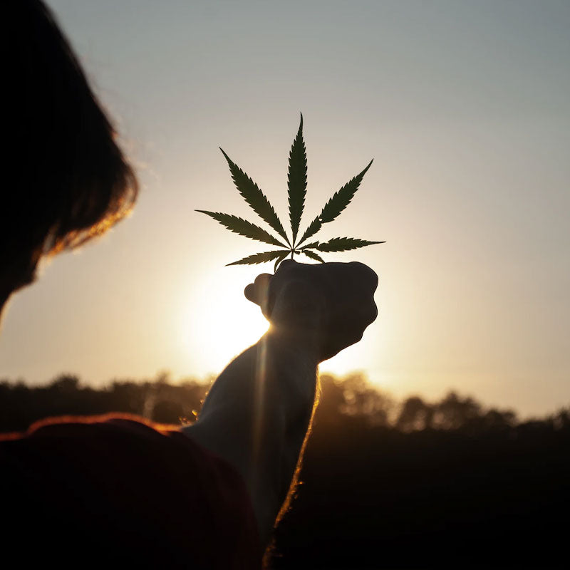What Cannabis Treatments are Available?