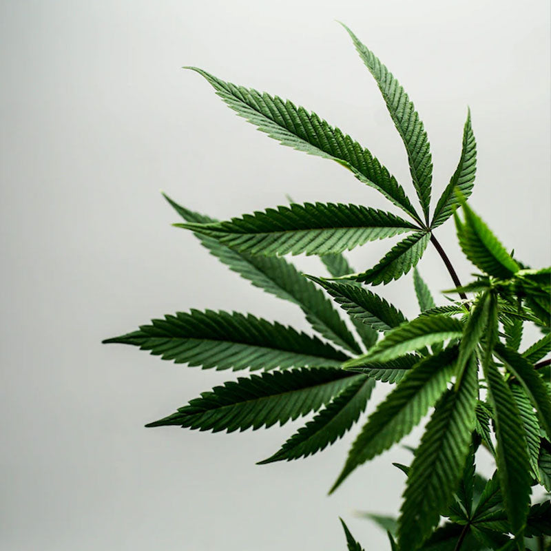 Is Medical Cannabis legal in the UK?